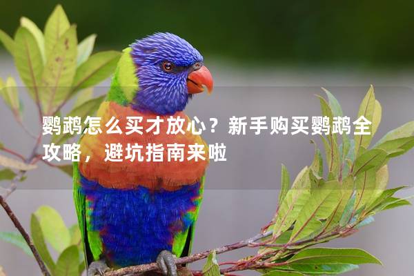 鸚鵡怎么買才放心？新手購買鸚鵡全攻略，避坑指南來啦